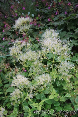 Valeriana dioica