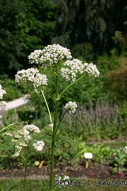 Valeriana officinalis