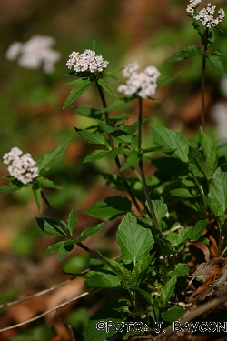 Valeriana tripteris