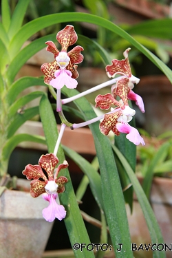 Vanda insignis