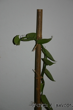 Vanilla planifolia