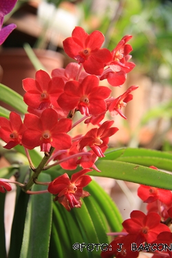 Vascostylis Pine River Red'