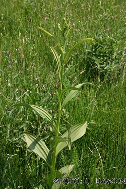 Veratrum album