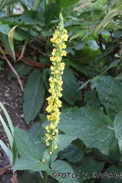 Verbascum austriacum