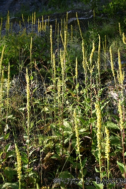 Verbascum nigrum