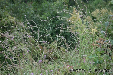 Verbena officinalis