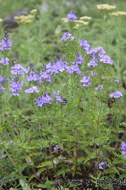 Veronica jacquinii