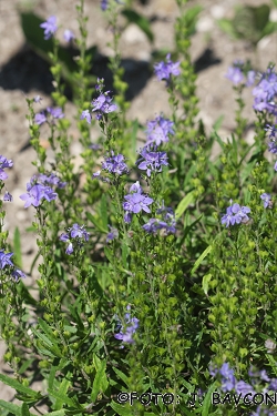 Veronica prostrata