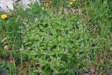 Veronica urticifolia