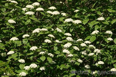 Viburnum lantana