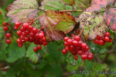 Viburnum opulus 