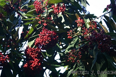 Viburnum rhytidophyllum