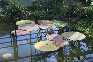 Victoria amazonica