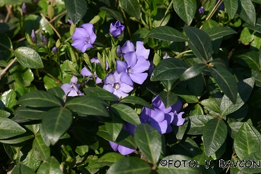 Vinca minor