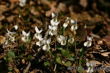 Viola alba