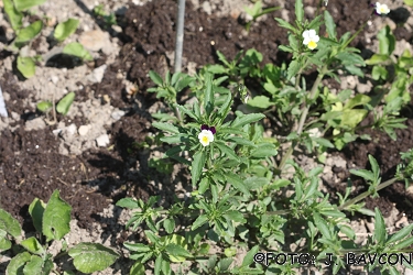 Viola arvensis