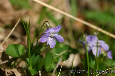 Viola canina