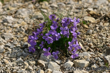 Viola hirta