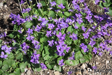 Viola sororia