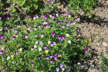 Viola tricolor