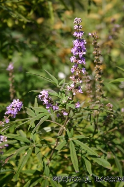 Vitex agnus-castus