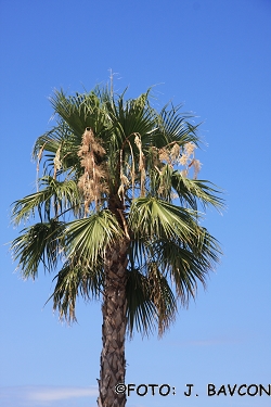 Washingtonia robusta