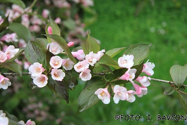 Weigela hortensis