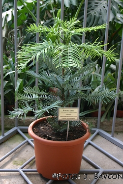 Wollemia nobilis