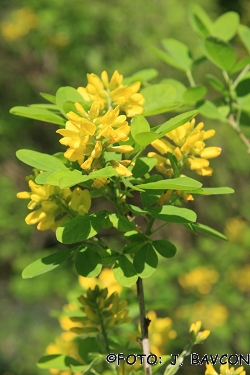 x Laburnocytisus adamii