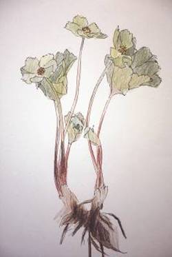 Rafko Terpin, cvetje z naših bregov, praznični šopek, idrijskega samozavedanja