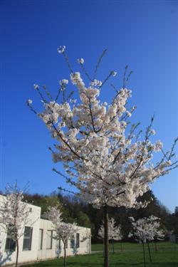  Japonske češnje, spomladi  2010, biološko središče, večna pot