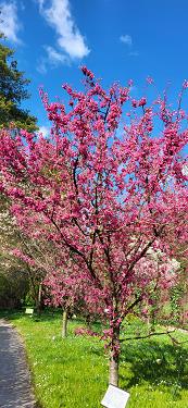 Japonske češnje 2026 Japonske češnje 2026