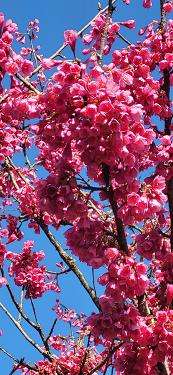 Japonske češnje 2026 Japonske češnje 2026