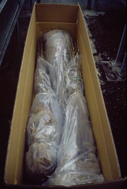 Japonske češnje Japonske češnje