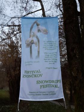 snowdrop festival 2018
