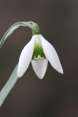galanthus nivalis forms, snowdrops forms, snowdrop form, special snowdrop, rare snowdrop, rare galanthus
