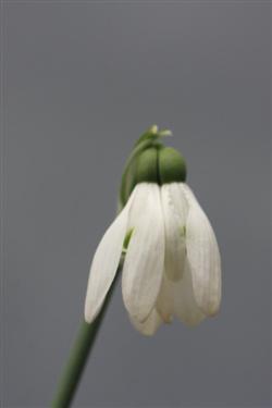 galanthus nivalis forms, snowdrops forms, snowdrop form, special snowdrop, rare snowdrop, rare galanthus