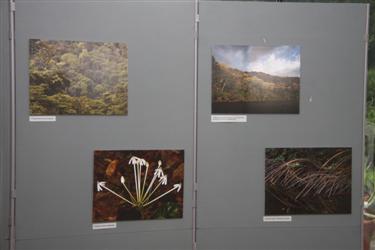 Tropski deževni gozd, fotografska razstava, Tom Turk, Univerza na Dunaju, Kostarika, Corcovado, Piedras Blancas, La Gamba