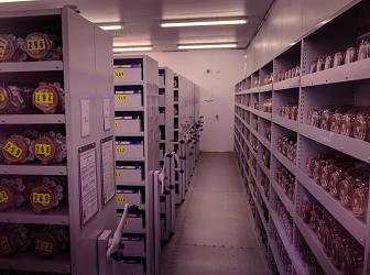 Milenijska semenska banka