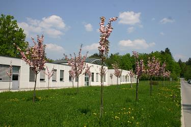 Nasad japonskih češenj na novi lokaciji botaničnega vrta na Večni poti