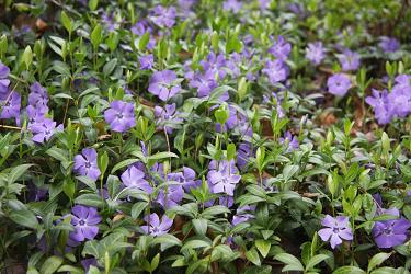 Plečnikove rastline