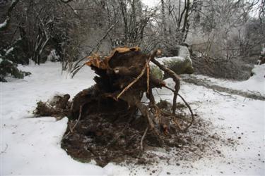 žled, led, ledeni oklep, podrta drevesa, izruvana drevesa, polomljeno drevje
