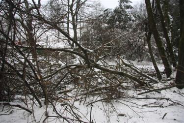 žled, led, ledeni oklep, podrta drevesa, izruvana drevesa, polomljeno drevje