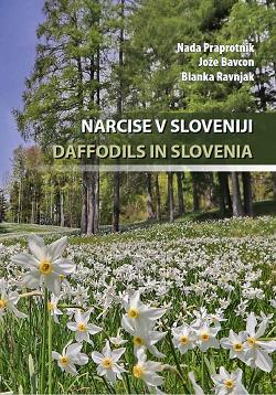 Daffodils in Slovenia, daffodils, narcissus