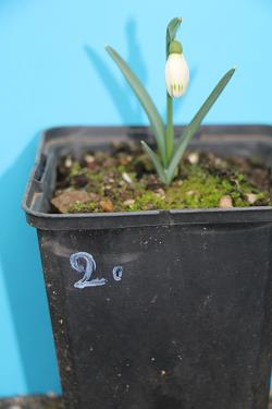 Galanthus nivalis forms sale 2021 Galanthus nivalis forms sale 2021