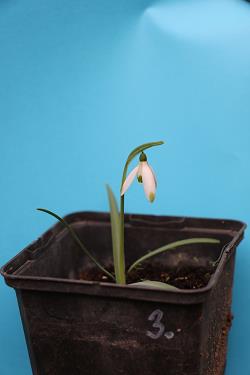 Galanthus nivalis forms sale 2021 Galanthus nivalis forms sale 2021
