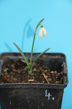 Galanthus nivalis forms sale 2021 Galanthus nivalis forms sale 2021