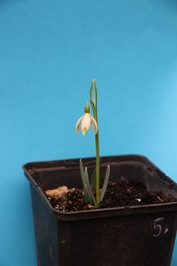 Galanthus nivalis forms sale 2021