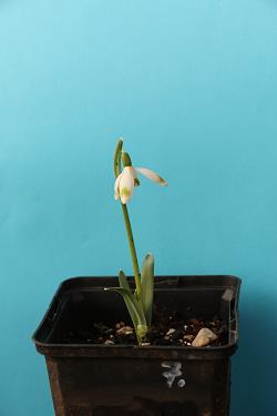 Galanthus nivalis forms sale 2021 Galanthus nivalis forms sale 2021