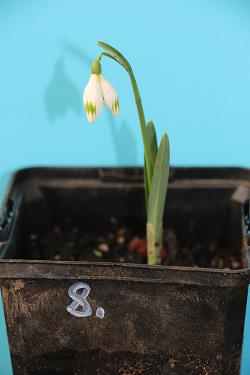Galanthus nivalis forms sale 2021 Galanthus nivalis forms sale 2021